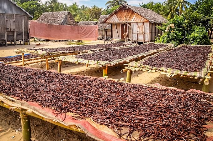 50 Organic Madagascar Vanilla Beans. Whole Grade A Vanilla Pods for Vanilla Extract and Baking